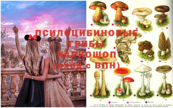 стаф Козловка